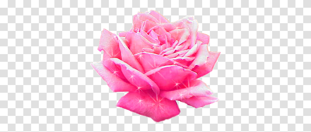Pink Rose Gif Rosa Damascena, Flower, Plant, Blossom, Petal Transparent Png