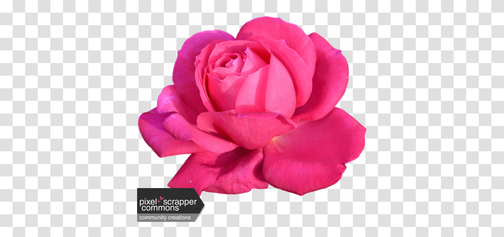 Pink Rose Graphic By Nichole Kidd Pixel Scrapper Digital Hot Pink Rose, Flower, Plant, Blossom, Petal Transparent Png