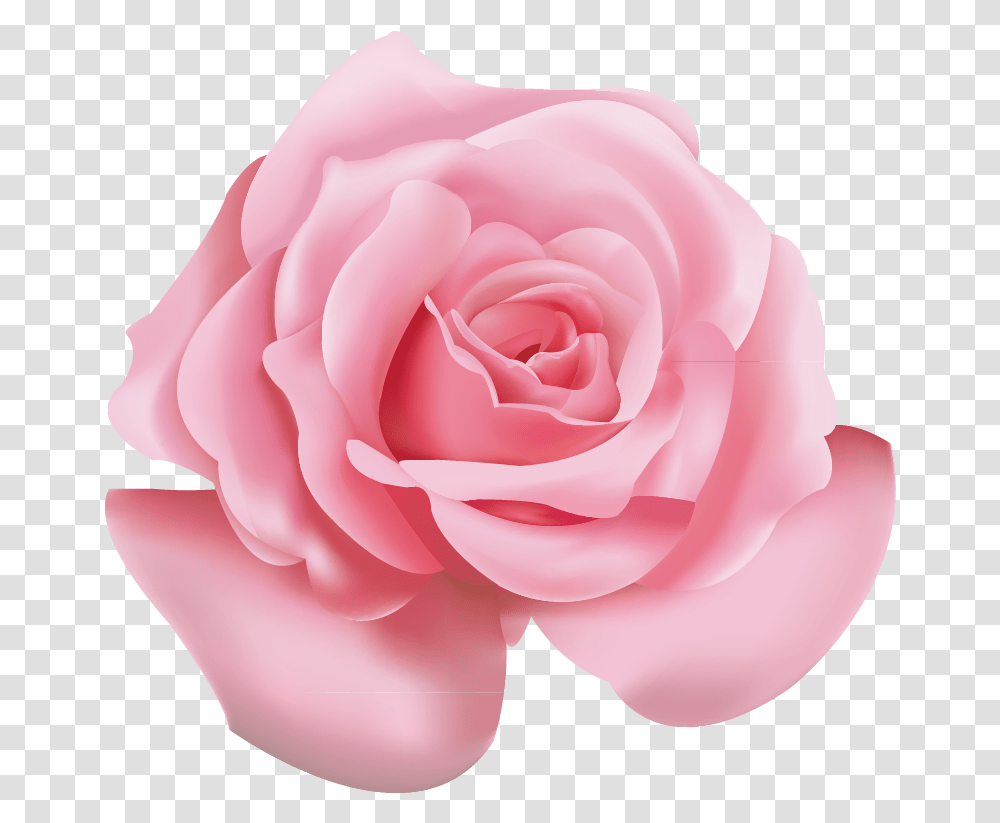 Pink Rose Hd Pink Flower, Plant, Blossom, Petal Transparent Png
