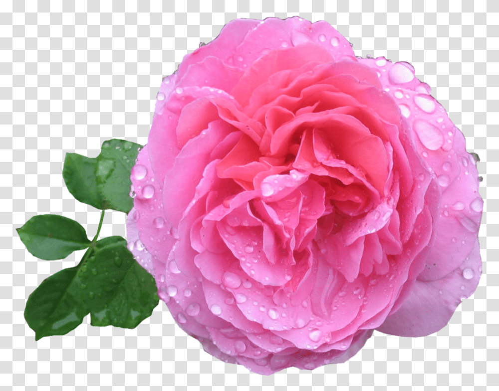 Pink Rose Hd Rose Image Hd, Flower, Plant, Blossom, Peony Transparent Png