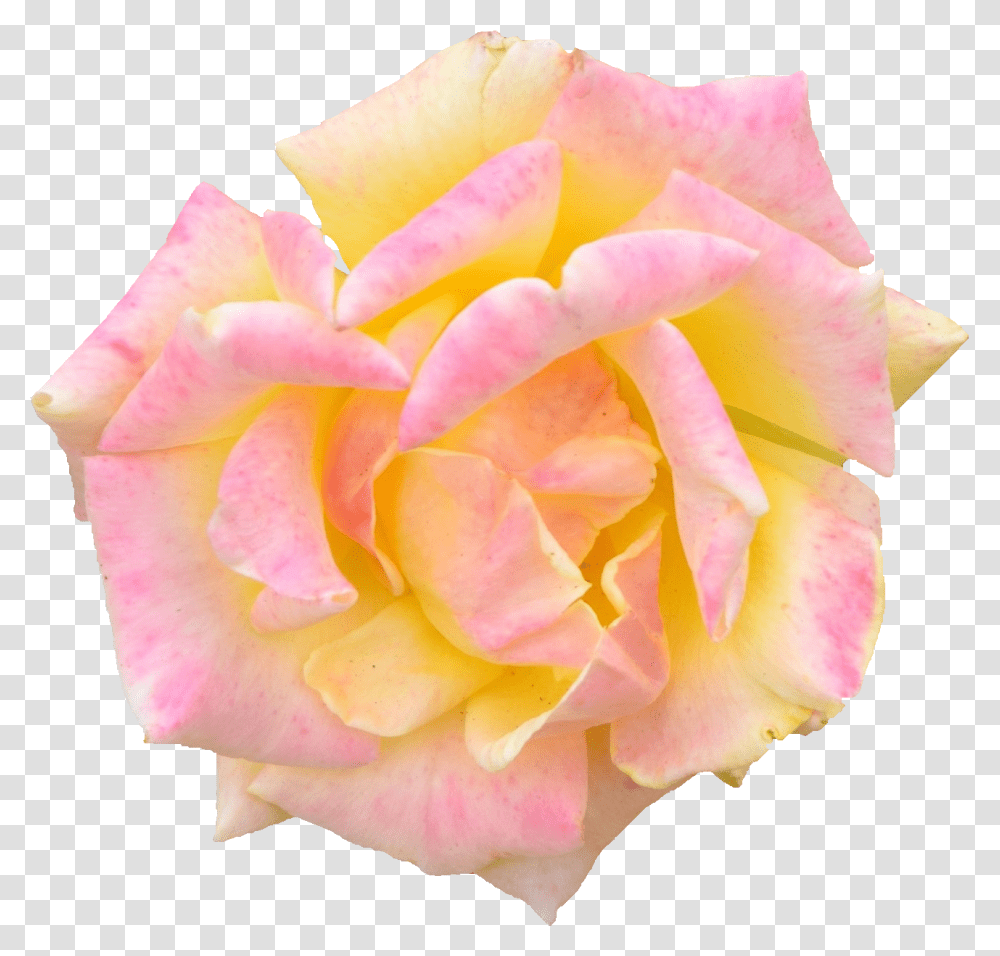Pink Rose Hybrid Tea Rose, Flower, Plant, Blossom, Petal Transparent Png