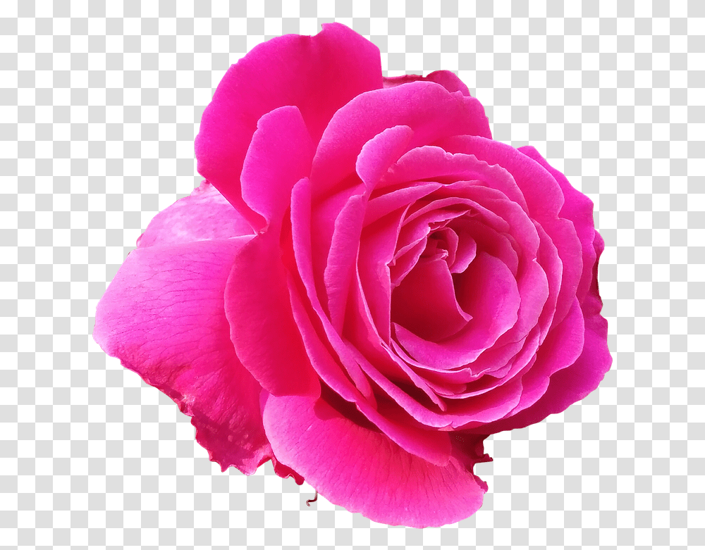 Pink Rose Image Arts Pink Rose Clipart, Flower, Plant, Blossom, Petal Transparent Png