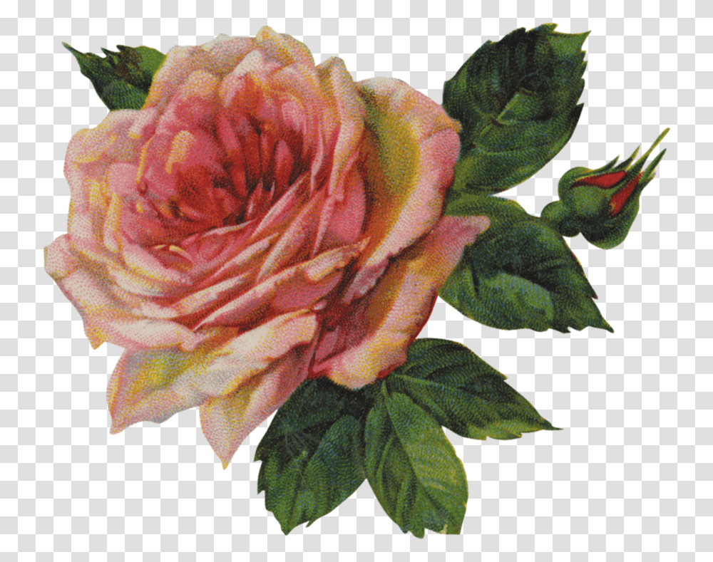 Pink Rose Image Bloom Flower Troye Sivan, Plant, Blossom, Acanthaceae, Geranium Transparent Png