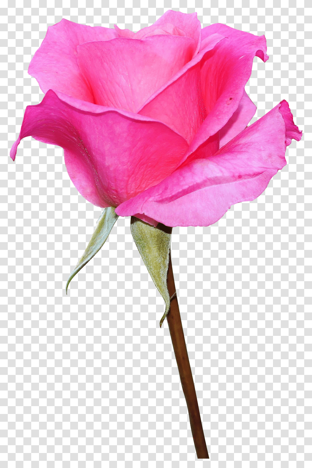 Pink Rose Image Download, Flower, Plant, Blossom, Petal Transparent Png
