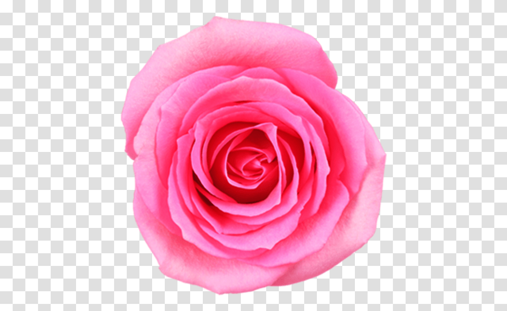 Pink Rose Image Free Download Searchpngcom Pink Flowers Images Download, Plant, Blossom, Petal Transparent Png
