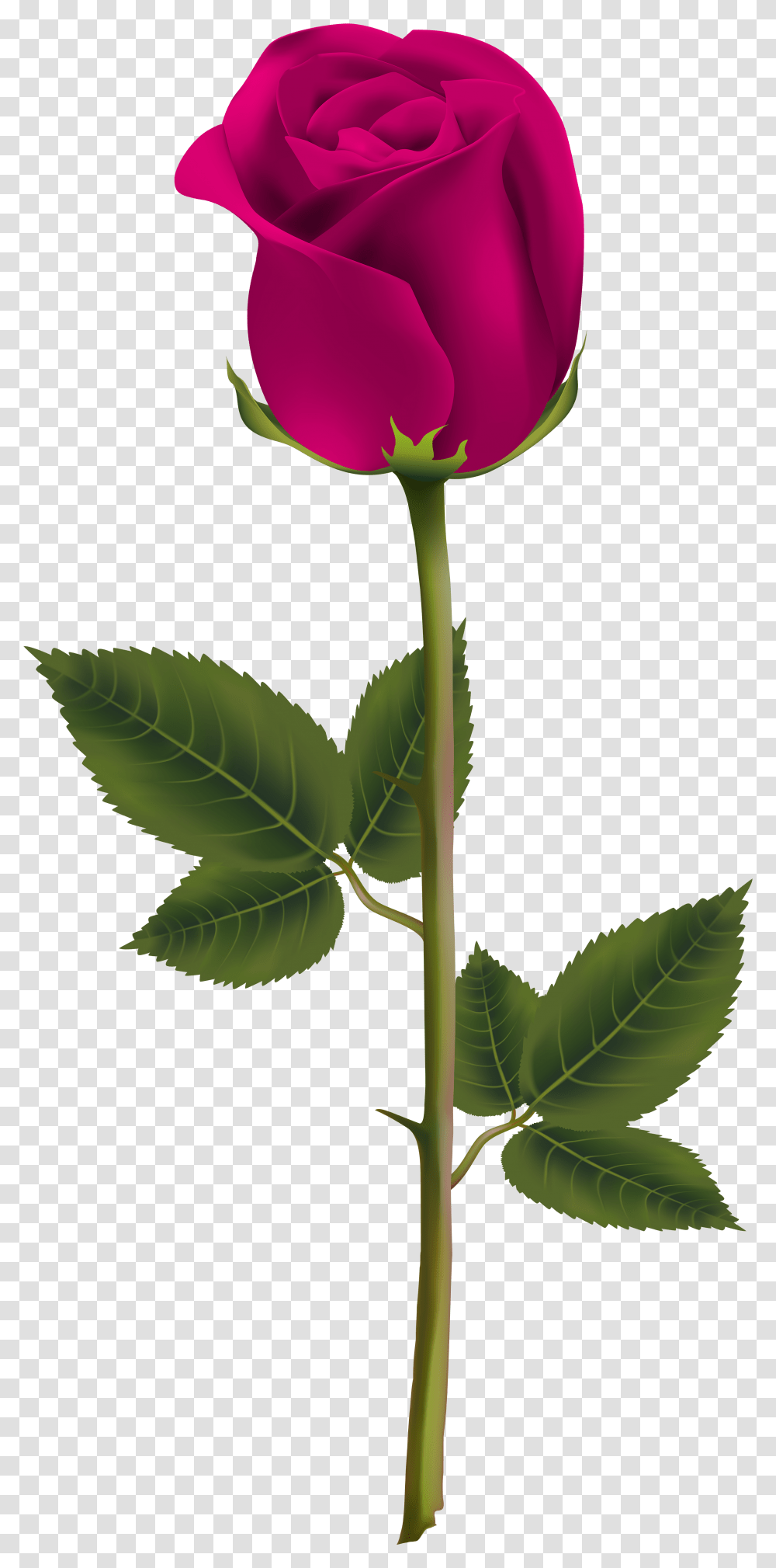Pink Rose Image Gallery Yopriceville Garden Flowers, Plant, Leaf, Acanthaceae, Petal Transparent Png