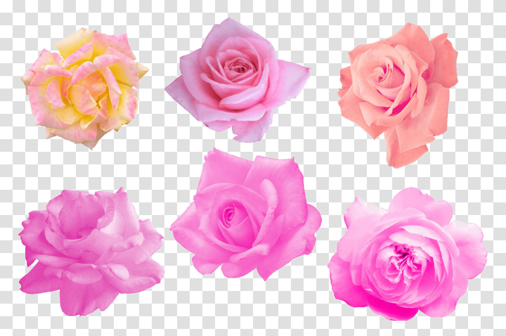 Pink Rose Image Garden Roses, Flower, Plant, Blossom, Petal Transparent Png