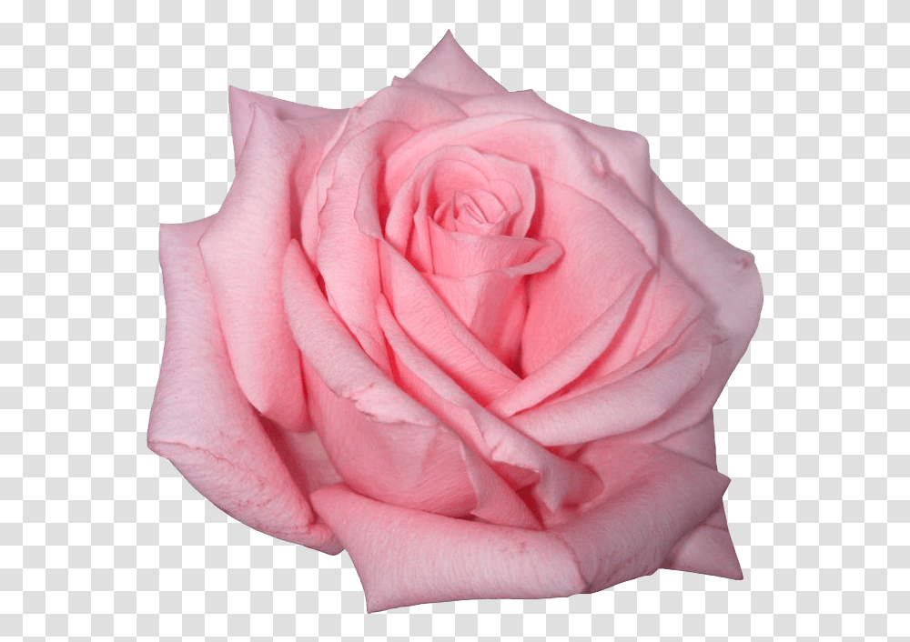 Pink Rose Image Icon Favicon Pink Rose, Flower, Plant, Blossom, Petal Transparent Png