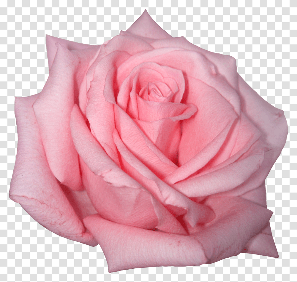 Pink Rose Image Pink Rose Background, Flower, Plant, Blossom, Petal Transparent Png