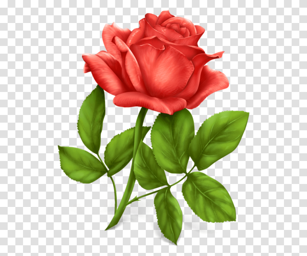 Pink Rose Image Single Rose Flower Images Free Download Hd, Plant, Blossom, Petal, Carnation Transparent Png