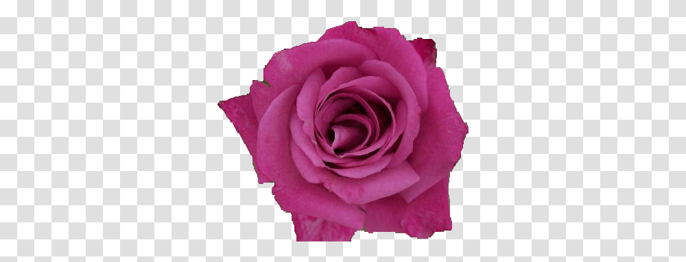 Pink Rose Images Arts Garden Roses, Flower, Plant, Blossom, Petal Transparent Png