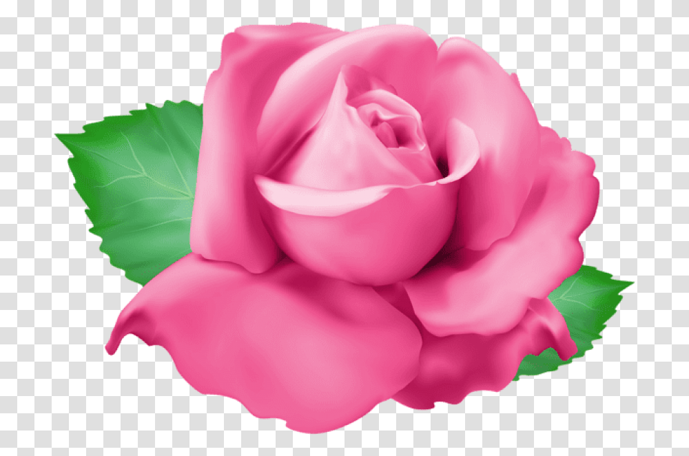 Pink Rose Images Background Portable Network Graphics, Flower, Plant, Blossom, Petal Transparent Png