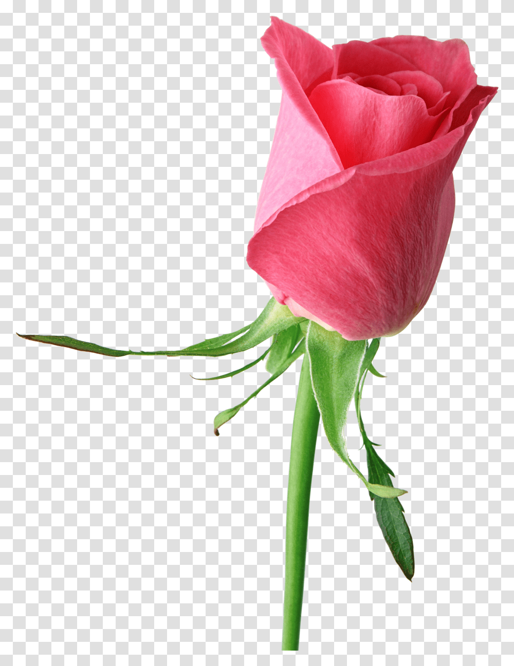Pink Rose Large Clipart Single Rose Flower, Plant, Blossom Transparent Png