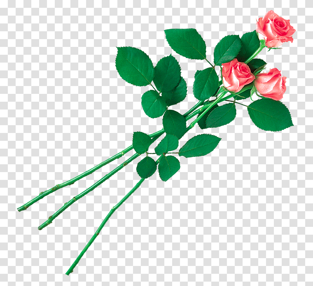 Pink Rose Leaf, Flower, Plant, Blossom, Petal Transparent Png