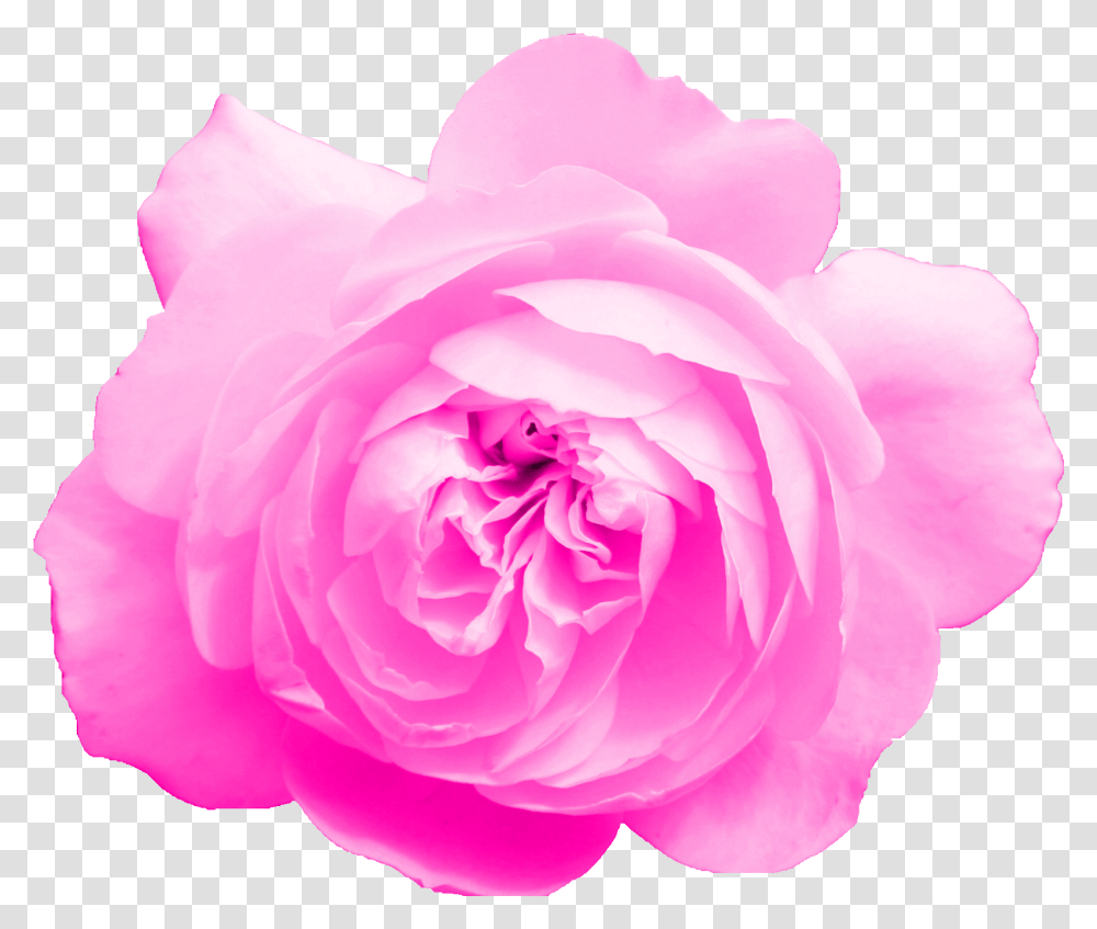 Pink Rose Onlygfxcom Garden Roses, Flower, Plant, Blossom, Petal Transparent Png