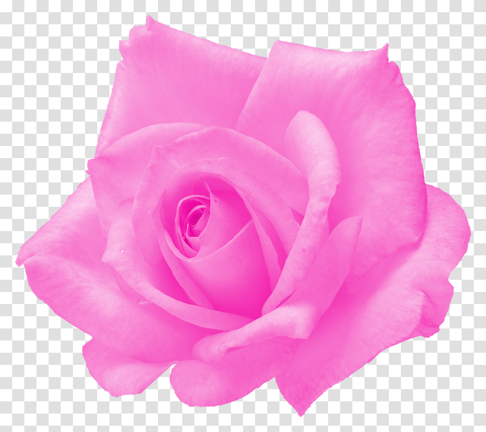 Pink Rose Onlygfxcom Pink Roses, Flower, Plant, Blossom, Petal Transparent Png