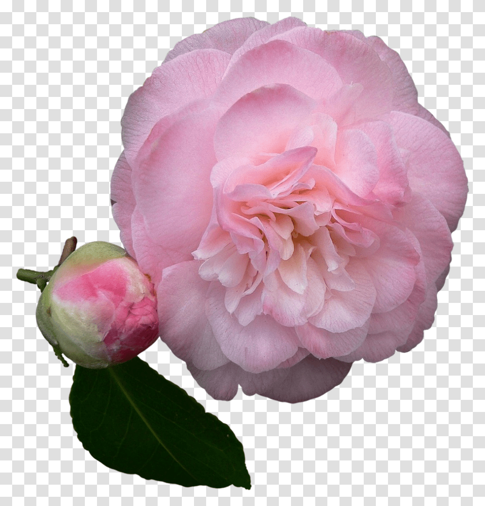 Pink Rose Petals, Plant, Flower, Blossom, Geranium Transparent Png