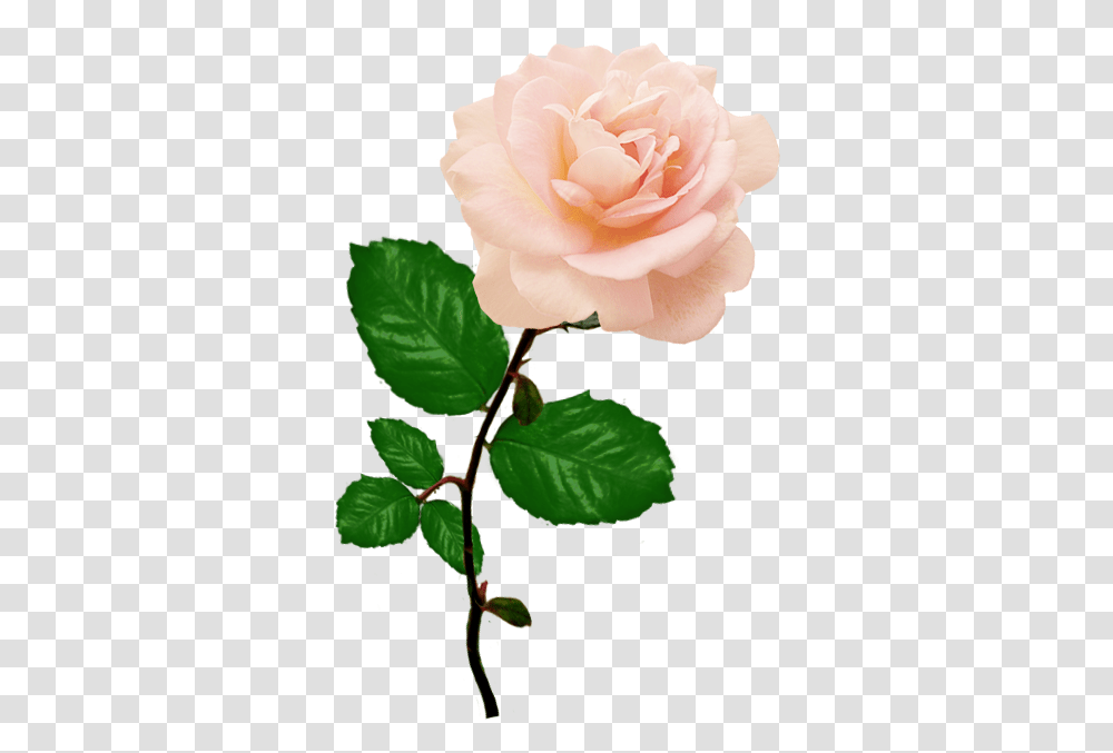 Pink Rose Picture With Long Stalk Leaves Pink Rose, Flower, Plant, Blossom, Petal Transparent Png