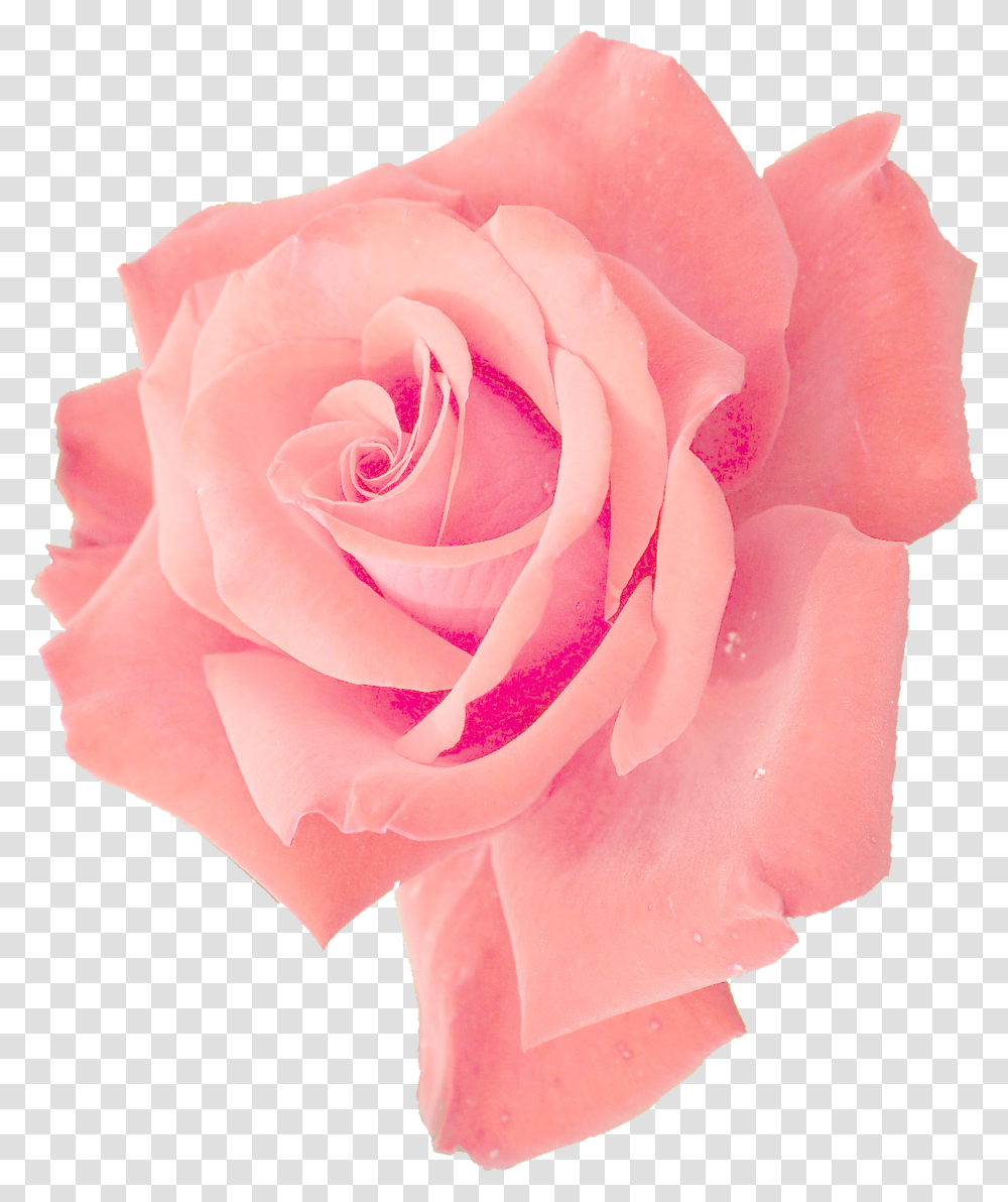 Pink Rose Pink Flower, Plant, Blossom, Petal Transparent Png