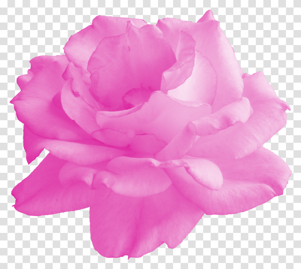 Pink Rose Pink Rose, Flower, Plant, Blossom, Petal Transparent Png