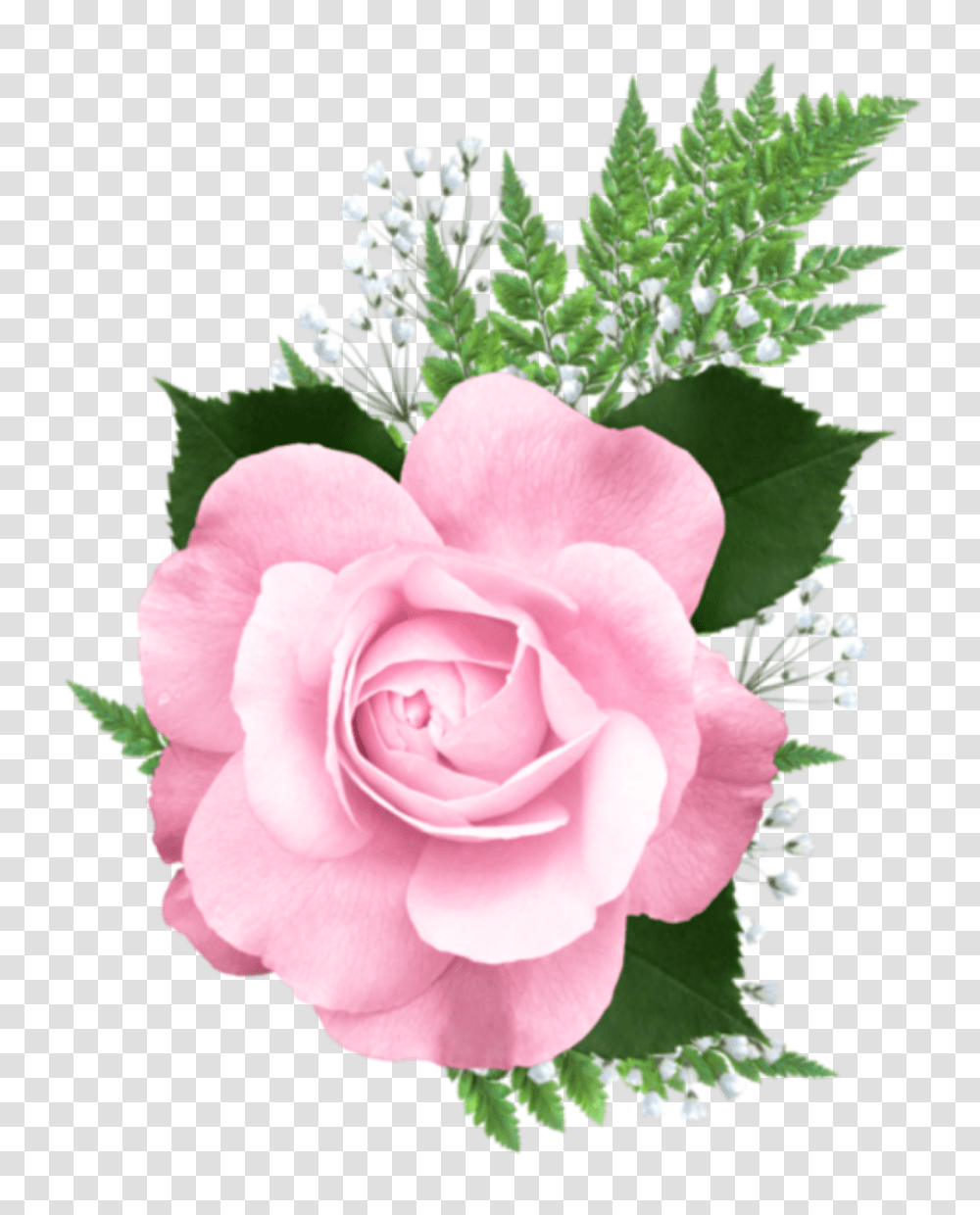 Pink Rose Pink Rose, Flower, Plant, Blossom, Petal Transparent Png