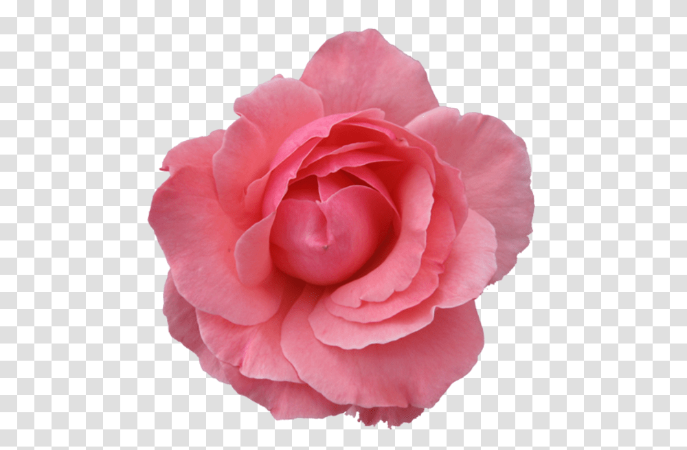 Pink Rose Pink Rose With Background, Flower, Plant, Blossom, Petal Transparent Png