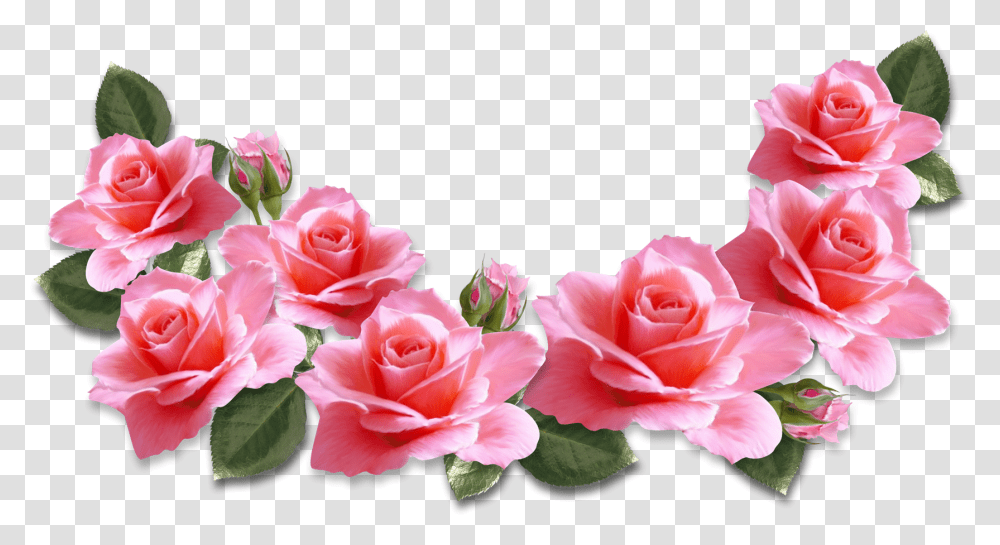 Pink Rose Pink Roses, Flower, Plant, Blossom, Petal Transparent Png