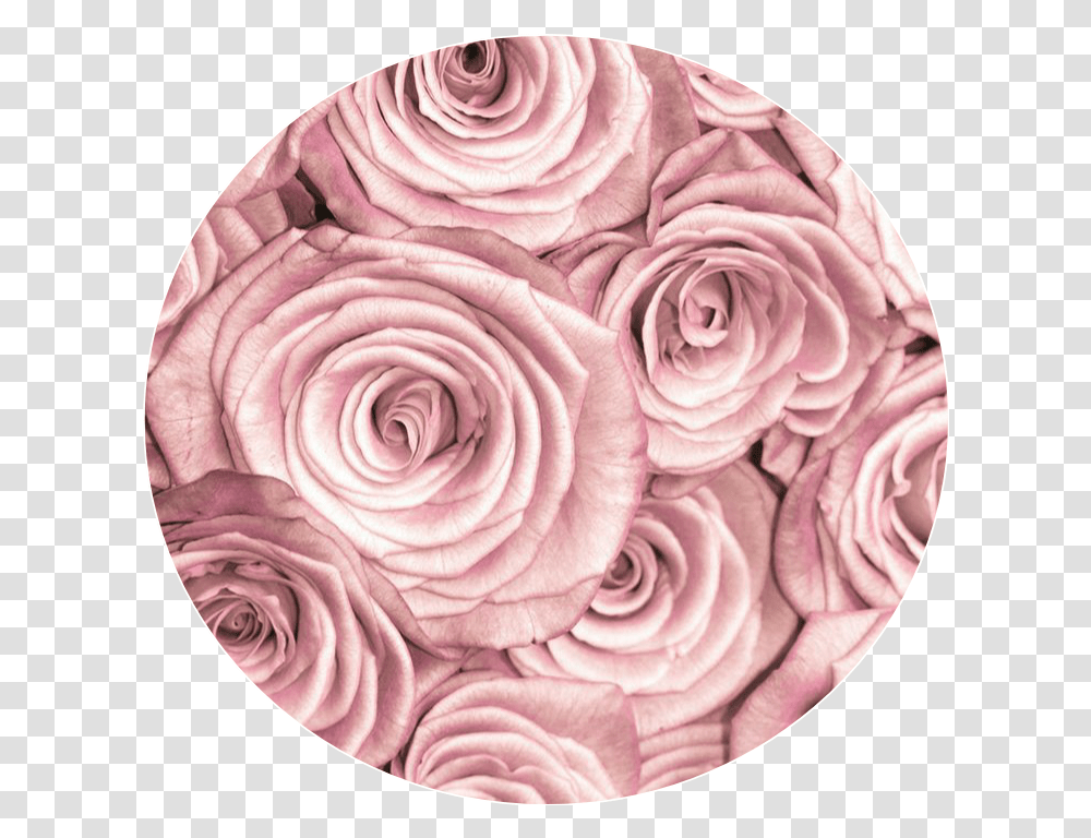 Pink Rose Pinkrose Pinkcircle Circle Background Rose Gold Roses Background, Plant, Flower, Art, Paper Transparent Png