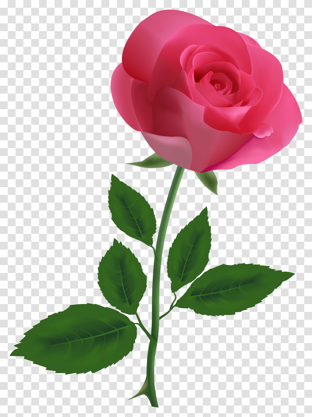 Pink Rose Pngpng Image Pink Rose Clipart, Flower, Plant, Blossom, Petal Transparent Png