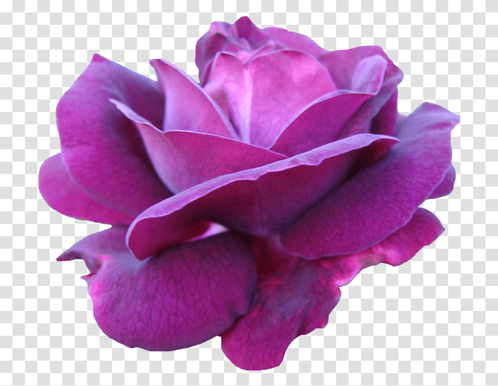 Pink Rose Purple Pink Rose Download Rose Purple Rose, Flower, Plant, Blossom, Petal Transparent Png