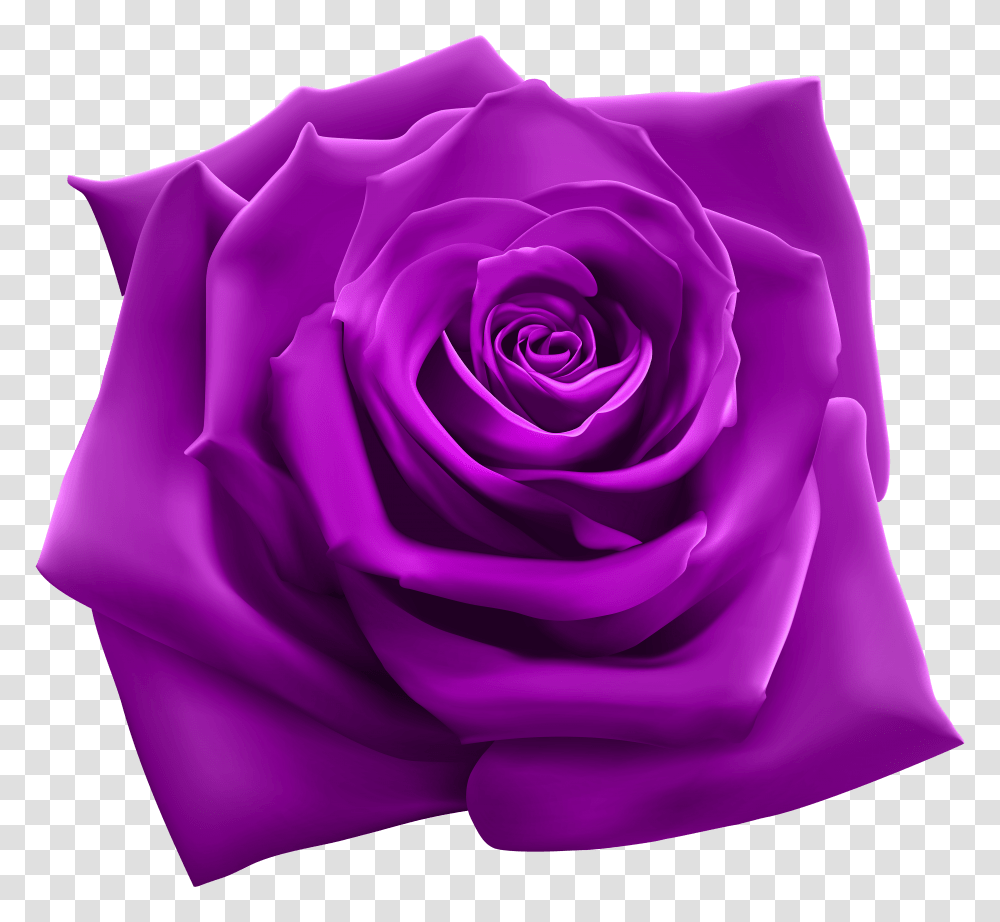 Pink Rose Purple Roses Purple Rose Clipart Transparent Png