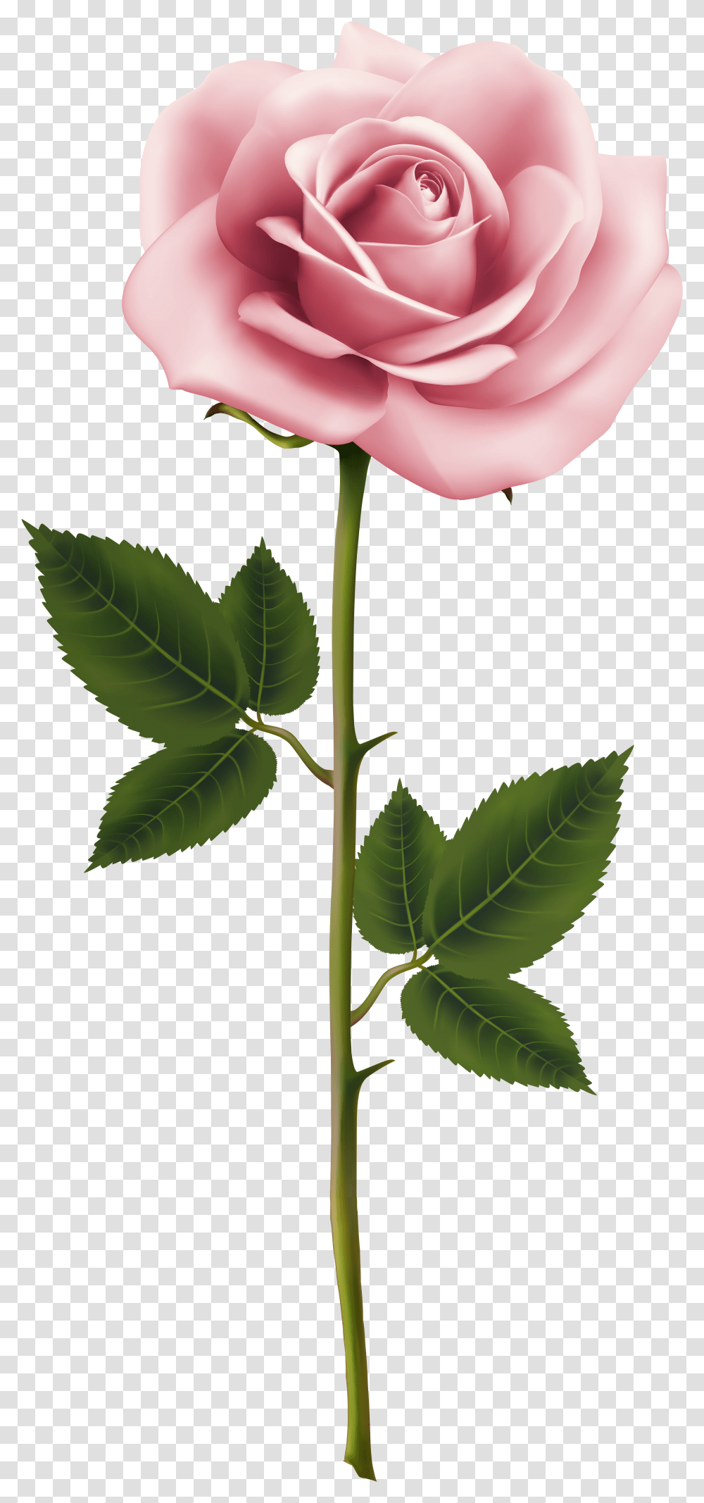Pink Rose Rose Transparent Png