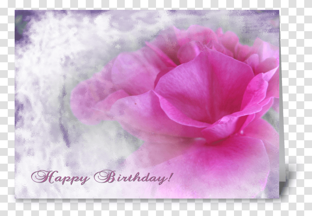 Pink Rose Texture For Birthday Greeting Card Hybrid Tea Rose, Plant, Petal, Flower, Blossom Transparent Png