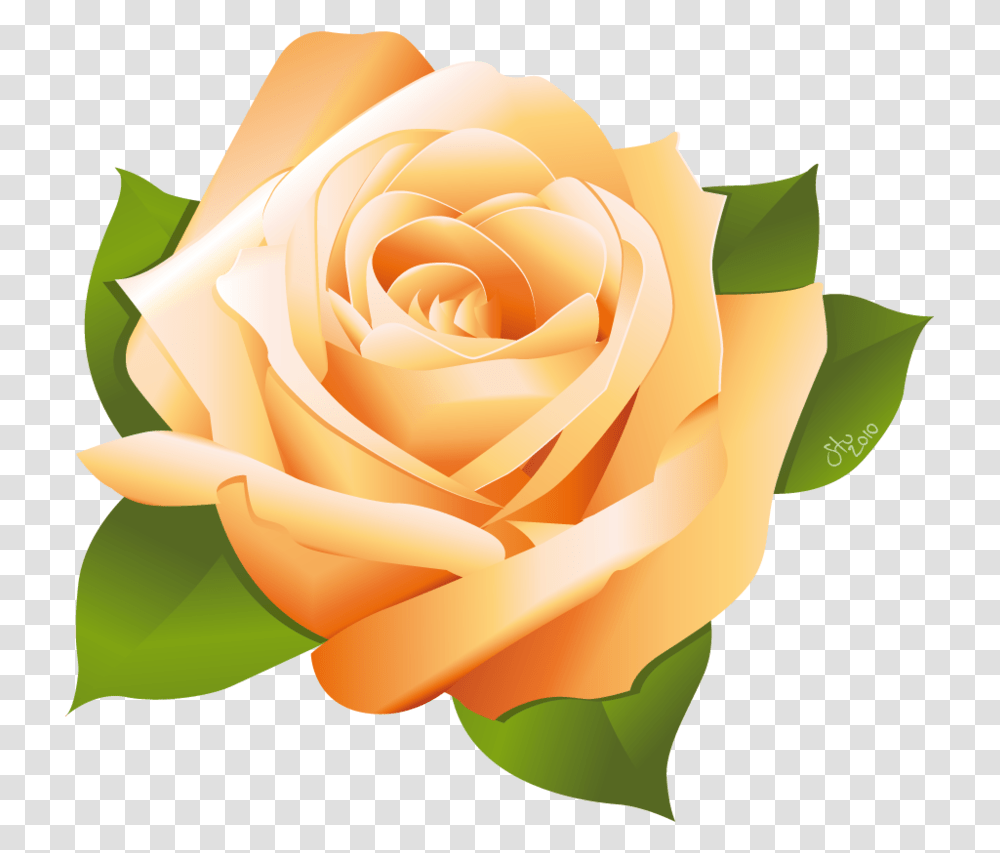 Pink Rose Vector For Free On Mbtskoudsalg Orange Rose Clip Art, Flower, Plant, Blossom, Petal Transparent Png