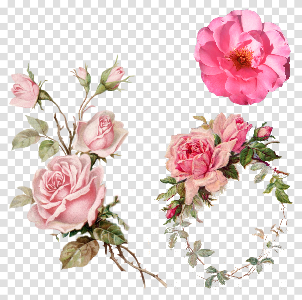 Pink Rose Vintage Clipart Background Flower, Plant, Blossom, Peony, Carnation Transparent Png