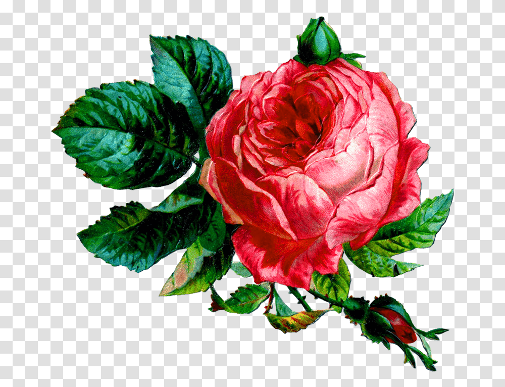 Pink Rose Vintage Collage, Plant, Flower, Blossom, Leaf Transparent Png