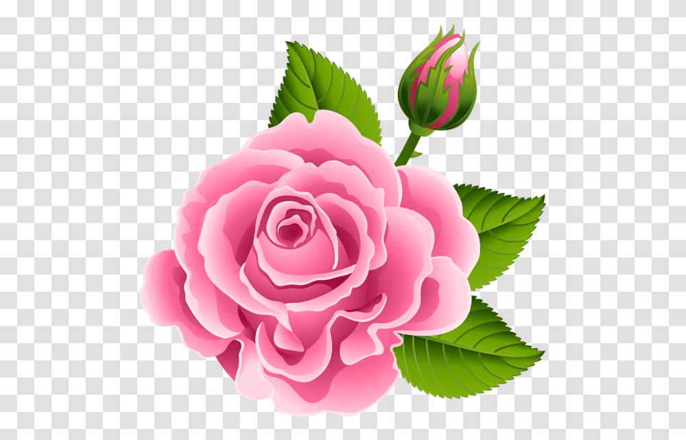 Pink Rose With Rose Bud Clip Art, Plant, Flower, Blossom, Peony Transparent Png