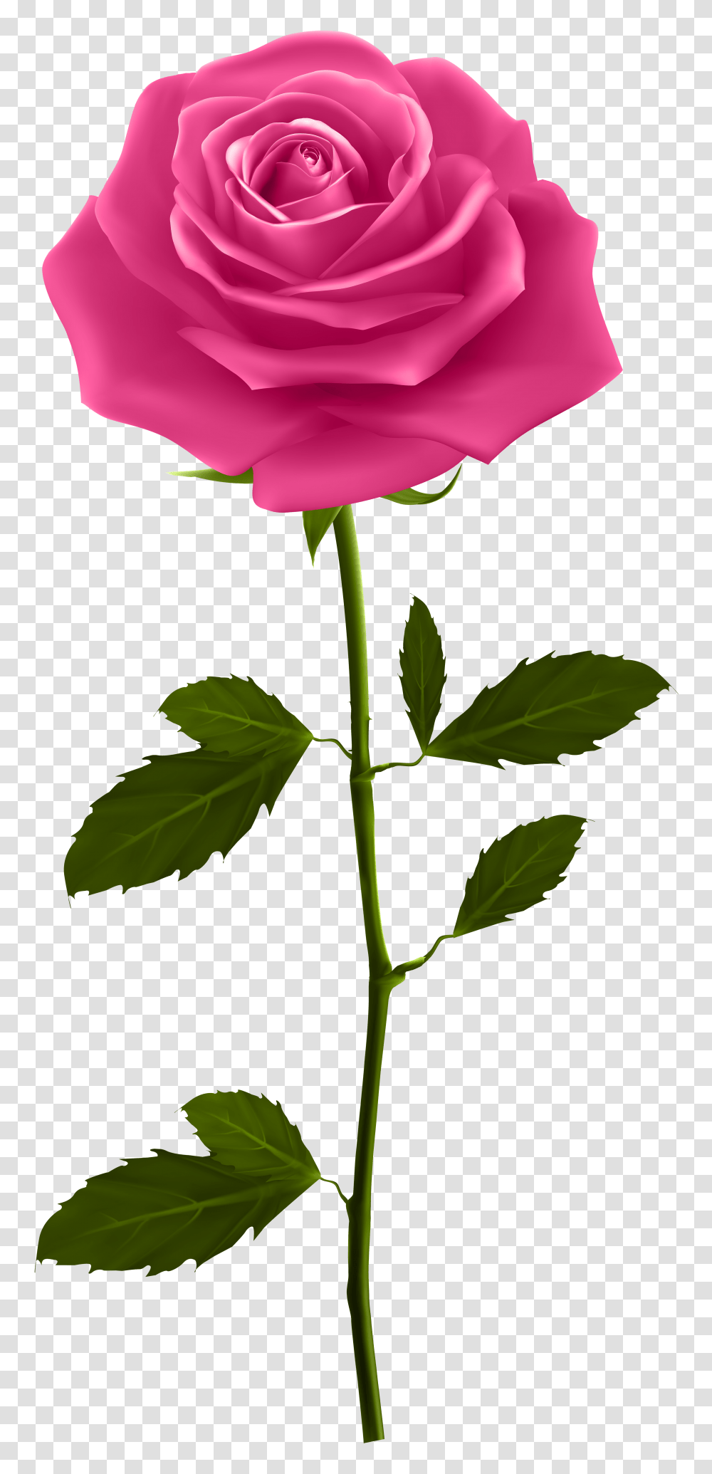 Pink Rose With Stem Clip Art, Flower, Plant, Blossom, Petal Transparent Png