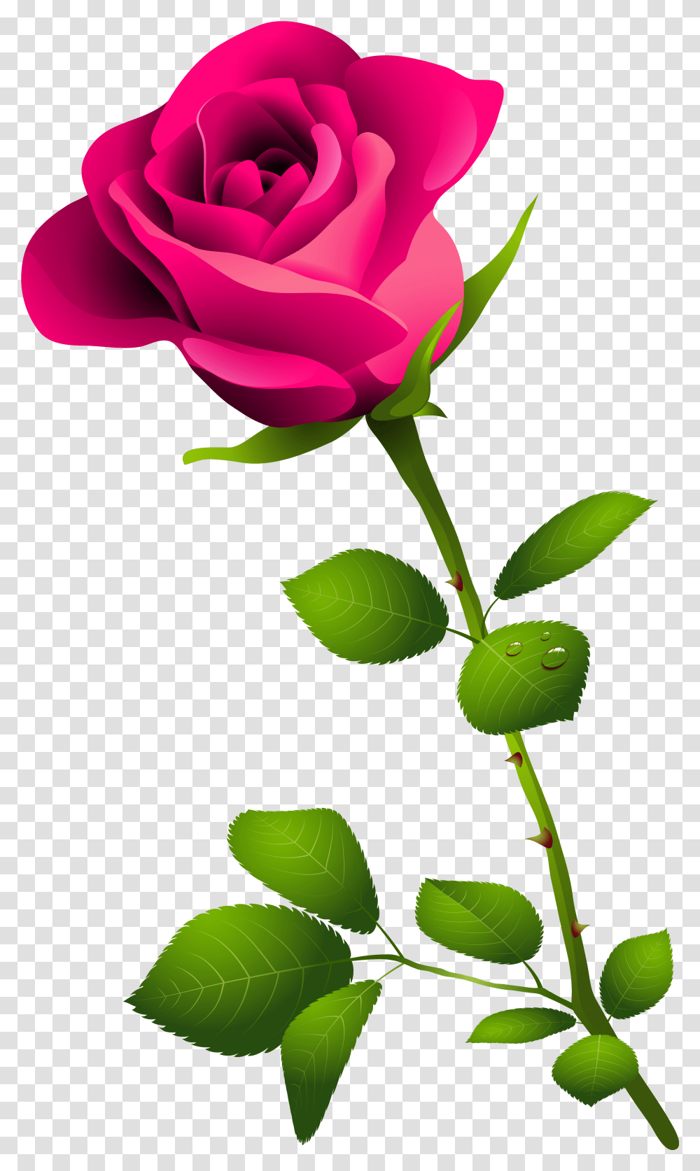 Pink Rose With Stem, Plant, Flower, Blossom, Leaf Transparent Png