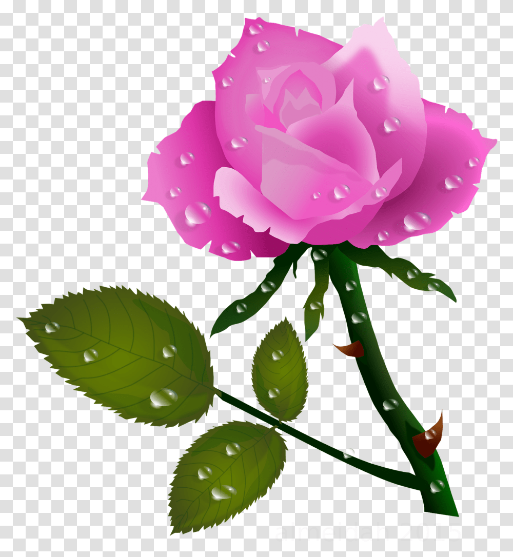 Pink Rose With Water Drops Roses Planter Rose Flower With Water Drops, Blossom, Petal, Leaf, Peony Transparent Png