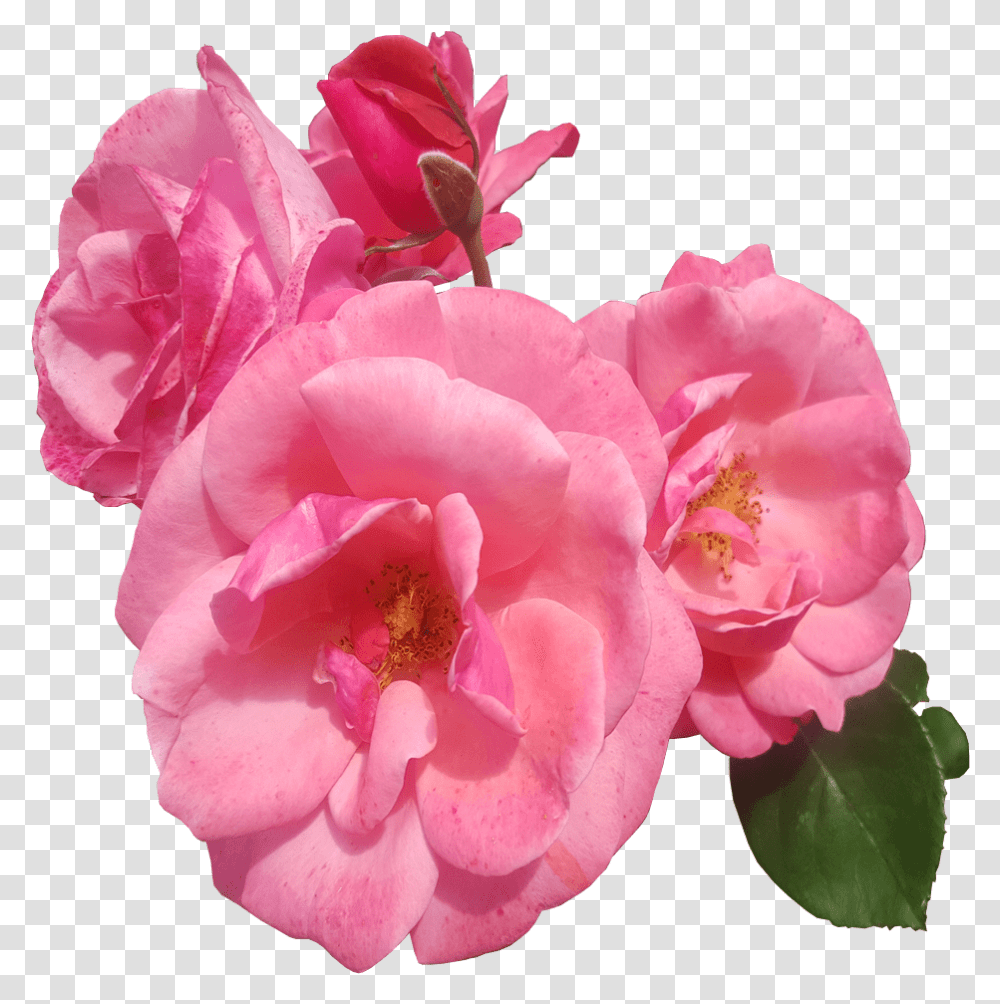 Pink Roses Background Pink Flower, Geranium, Plant, Blossom, Petal Transparent Png