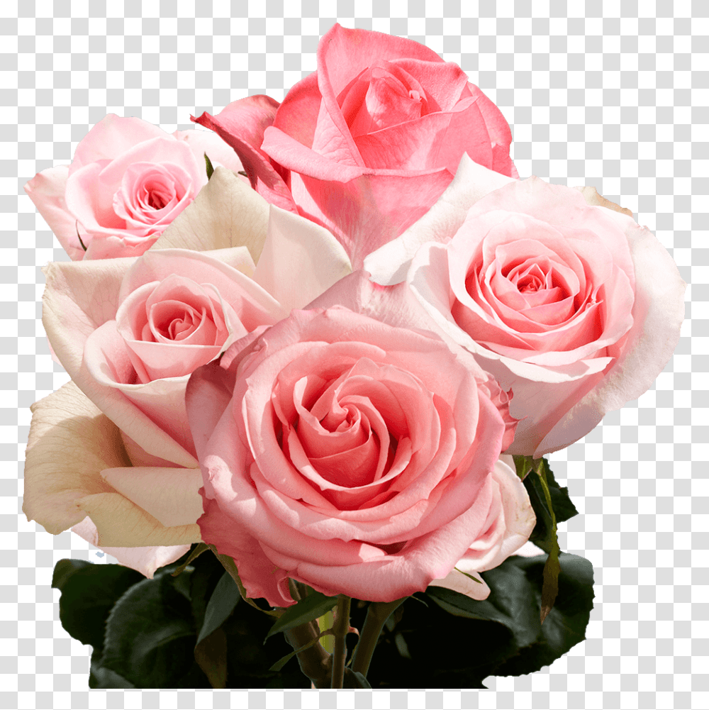 Pink Roses Birthday Rose, Plant, Flower, Blossom, Flower Bouquet Transparent Png