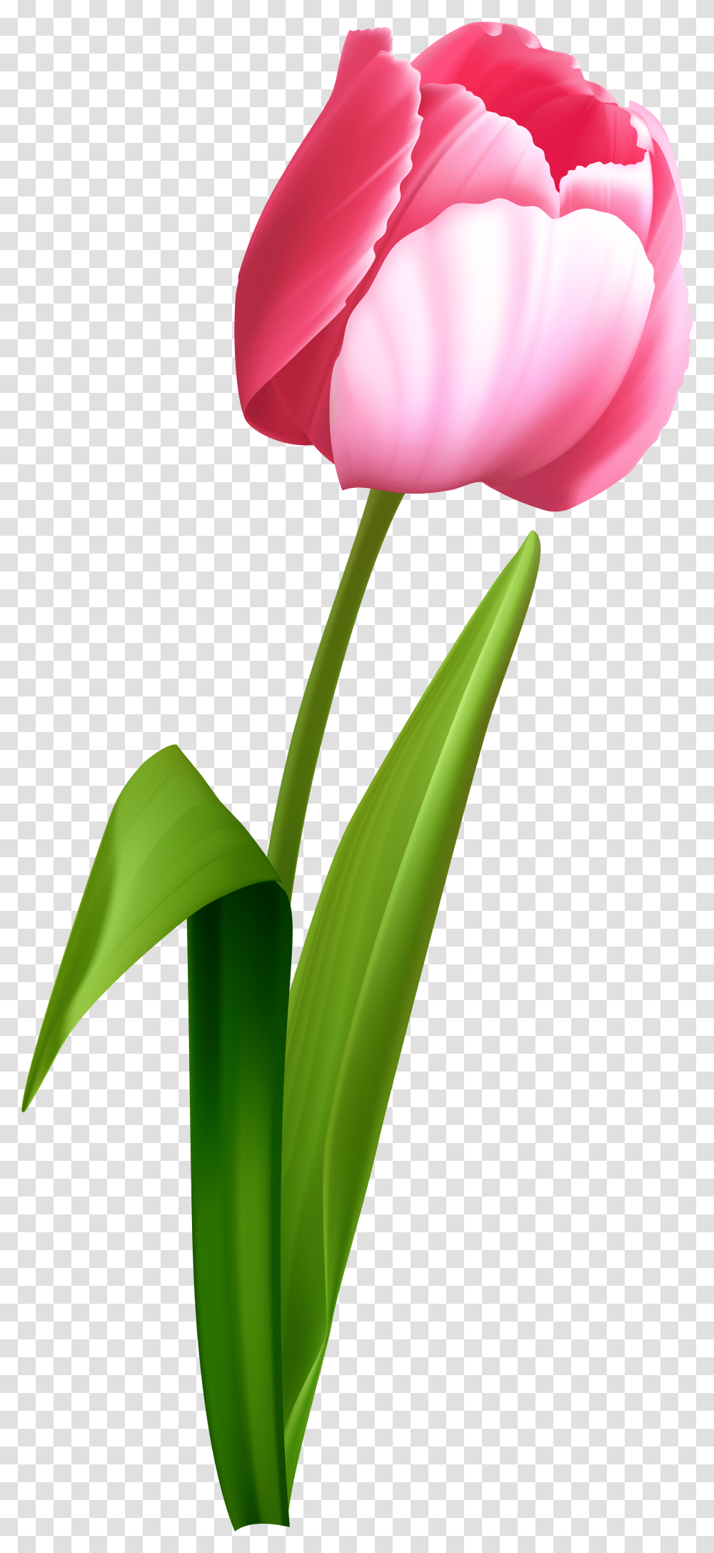 Pink Roses Clipart Background Tulip, Plant, Flower, Blossom Transparent Png