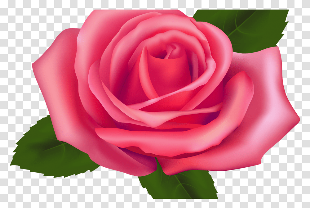 Pink Roses Clipart, Flower, Plant, Blossom, Petal Transparent Png