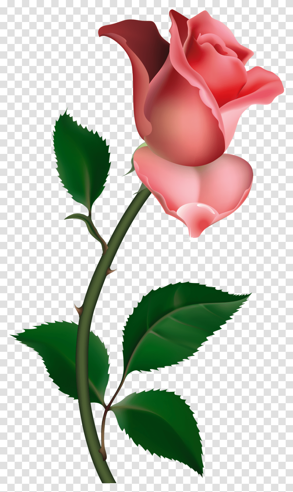 Pink Roses Clipart Rose, Plant, Petal, Flower, Blossom Transparent Png