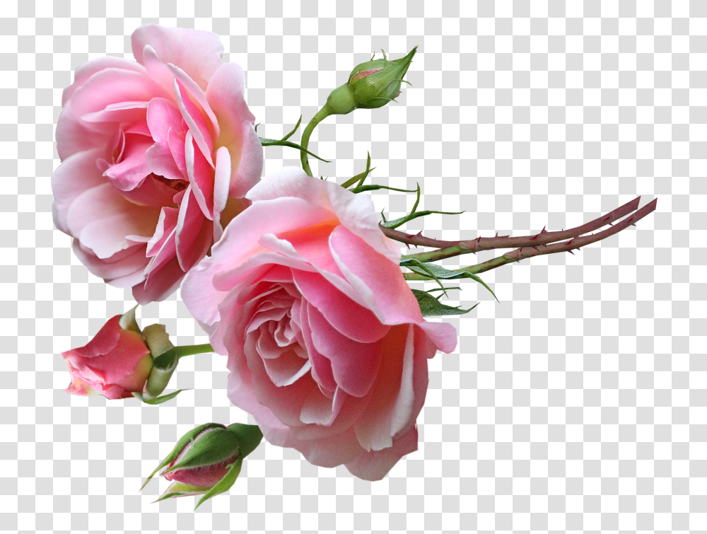 Pink Roses, Flower, Plant, Blossom, Geranium Transparent Png