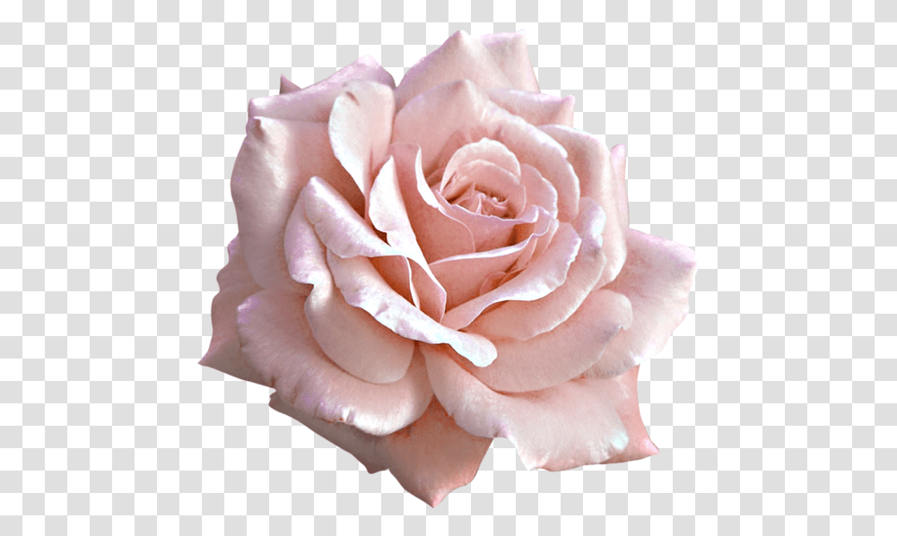 Pink Roses, Flower, Plant, Blossom, Petal Transparent Png