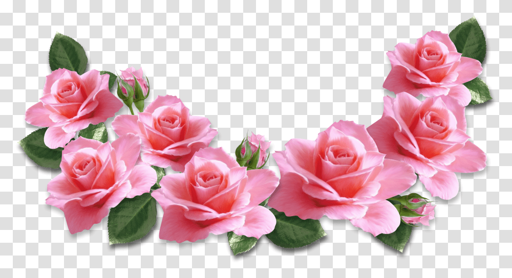 Pink Roses For Valentine's Day Transparent Png