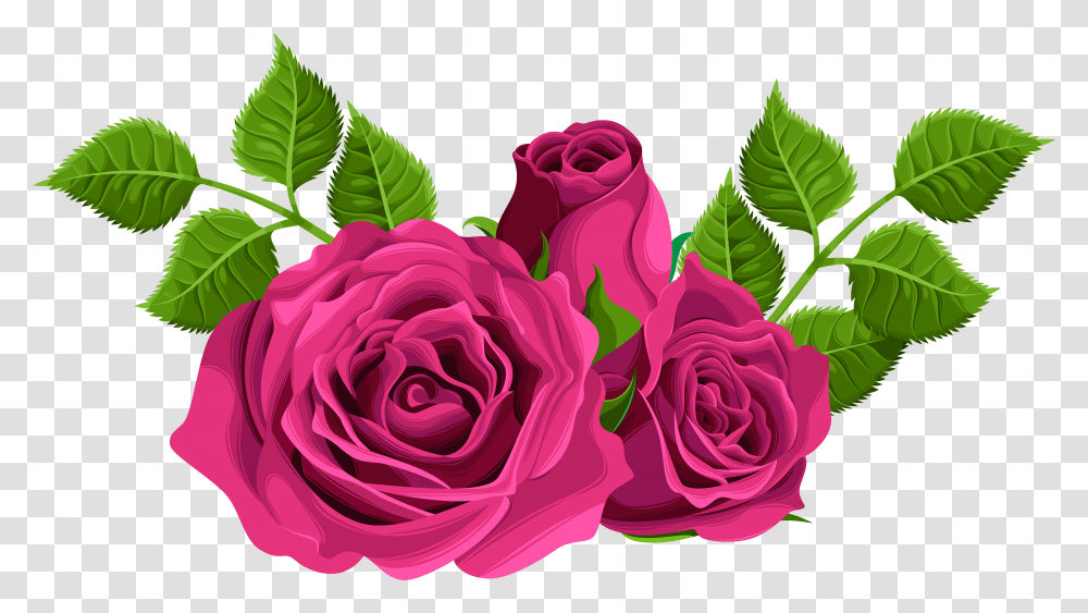 Pink Roses Hybrid Tea Rose Transparent Png
