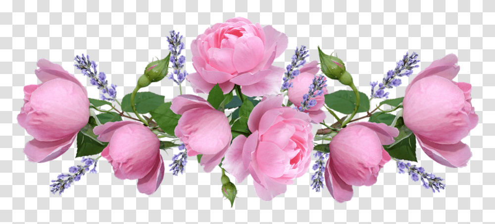Pink Roses Lavender Roses, Plant, Flower, Blossom, Geranium Transparent Png